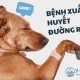 chó bị bệnh xuất huyết đường ruột - vvet.vn