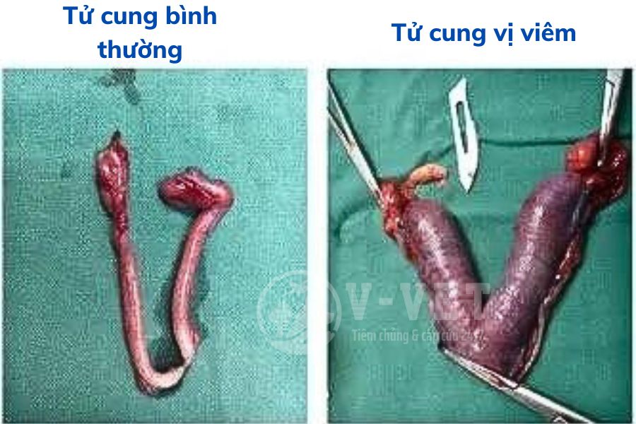 Tác hại của việc tiêm thuốc ngừa thai ở mèo - vvet.vn