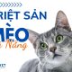 Triệt Sản Mèo Tại Đà Nẵng - vvet.vn
