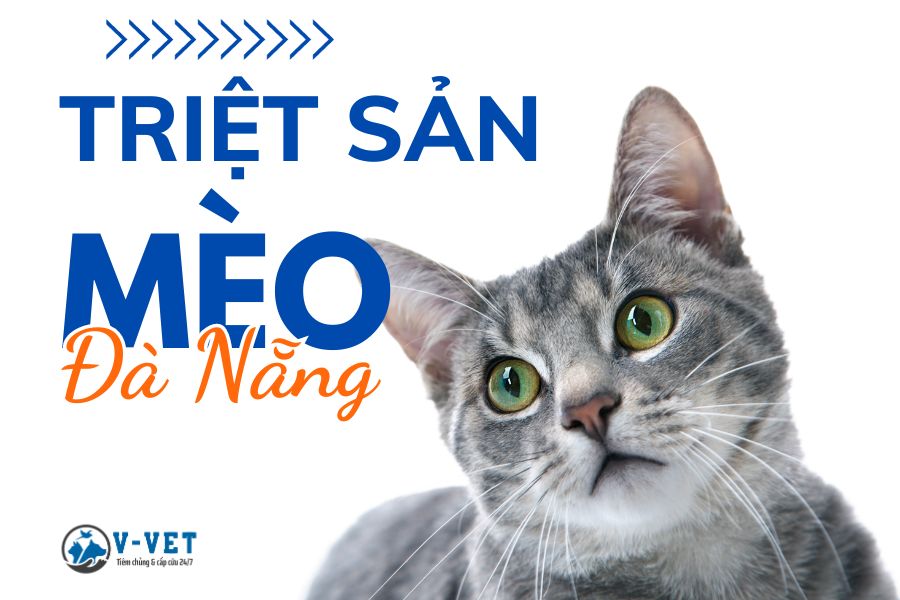 Triệt Sản Mèo Tại Đà Nẵng - vvet.vn