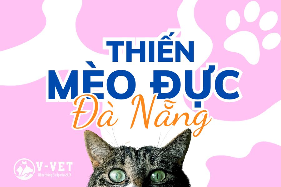 Thiến mèo là gì - Thiến mèo Đà Nẵng - Vvet.vn