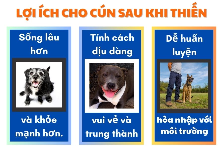 Thiến cho chó có lợi gì cho chúng - vvet.vn