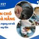 Thiến chó tại Đà Nẵng_ Lợi ích, nguy cơ và địa chỉ uy tín - vvet.vn