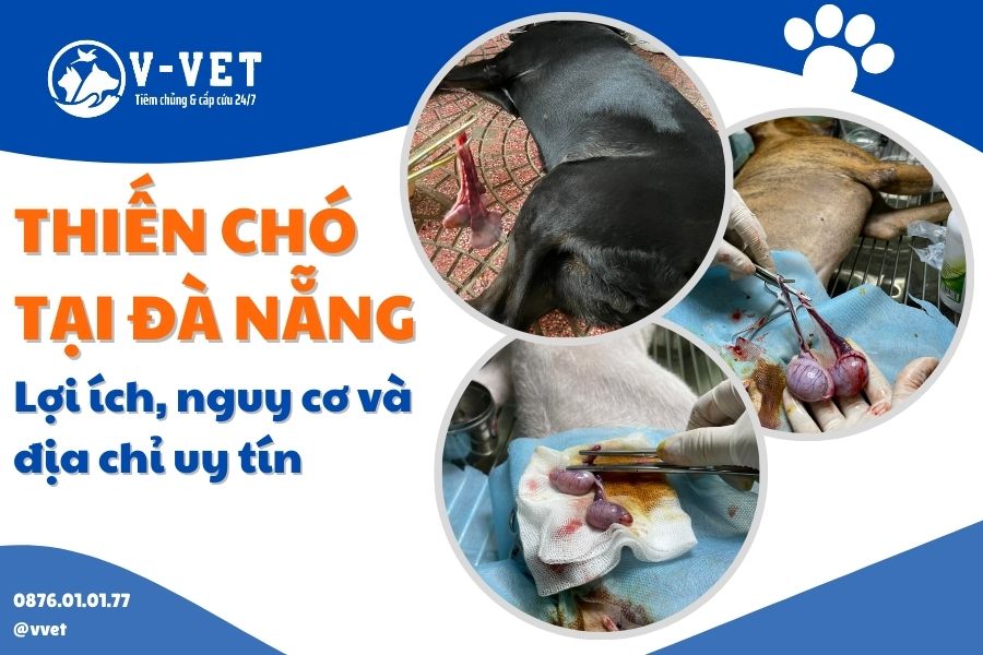 Thiến chó tại Đà Nẵng_ Lợi ích, nguy cơ và địa chỉ uy tín - vvet.vn
