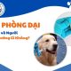 Tiêm Phòng Dại Chó, Mèo và Người Có Ảnh Hưởng Gì Không? - vvet.vn