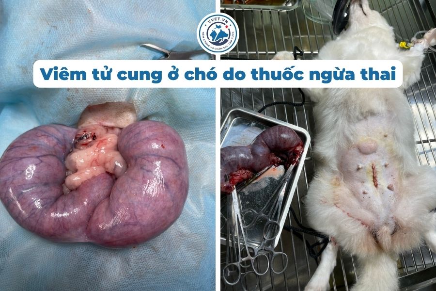 Viêm tử cung ở chó do thuốc ngừa thai - vvet.vn