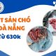 Triệt sản chó cái Đà Nẵng - Chỉ Từ 630k Tại Phòng Khám Thú Y VVet.vn