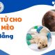 Tiêm Thuốc Trợ Tử Cho Chó Mèo Đà Nẵng - Phòng khám thú y VVet.vn