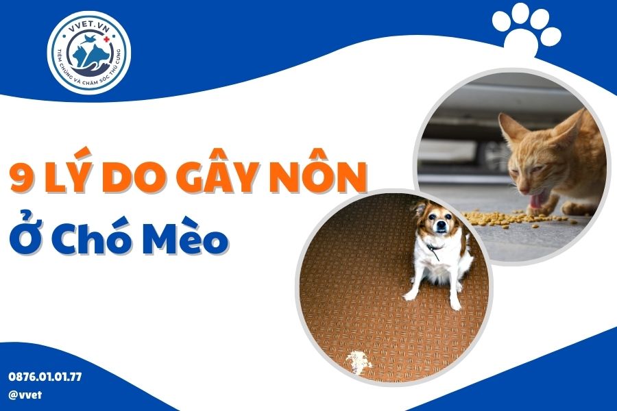 9 lý do gây nôn ở chó mèo - phòng khám thú y VVet